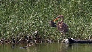 林邊鄉的紫鷺Ardea purpurea manilensis （2023 11 11） [upl. by Ullyot]