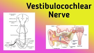 Vestibulocochlear Nerve  Cranial Nerve 8 Auditory Pathway Nystagmus [upl. by Nnylidnarb734]