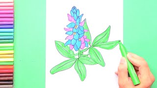 How to draw Bluebonnet  State Flower of Texas [upl. by Woodson]