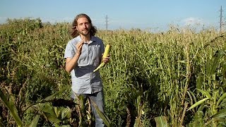 Popped Secret The Mysterious Origin of Corn — HHMI BioInteractive Video [upl. by Annohsak]