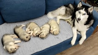 The Cutest Husky Puppies My Dogs are Fleeing From Puppies [upl. by Peedus56]