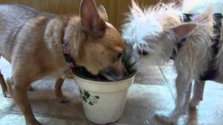 Dogs Eating Wheat Grass [upl. by Ongun47]