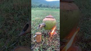 Survival Skills steam bad water in Coconut fruit camping bushcraft outdoors useful [upl. by Lordan]