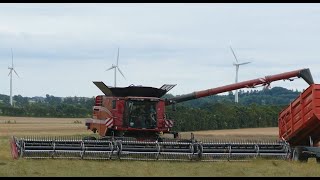 CASE IH 9260 Axial Flow w MacDon FD250 Header  Grass Seed Harvest 2024 Denmark [upl. by Eniamsaj]