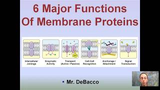 6 Major Functions of Cell Membrane Proteins [upl. by Adnovahs]