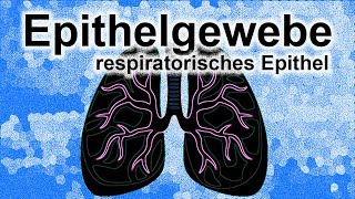 Epithelgewebe Teil 4  respiratorisches Epistel [upl. by Fitton]