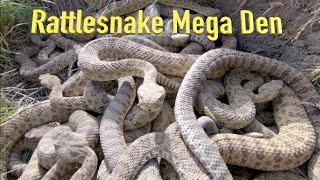 RattleSnake Mega Den Footage [upl. by Ahcmis]