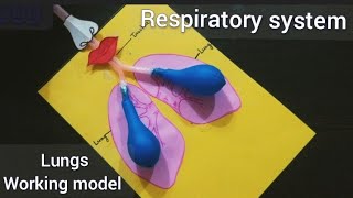 Respiratory system working model Lungs working model Science project sciencemodel [upl. by Ivgnout]