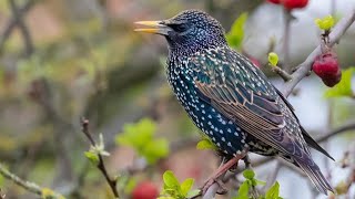 Beautiful starling birds singing [upl. by Aja]