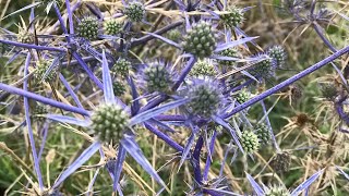 Boğa dikeni Eryngium amethystinum Ernygium Campestre [upl. by Osmen]