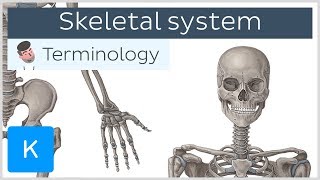 Skeletal system  Anatomical terminology for healthcare professionals  Kenhub [upl. by Wolfy591]