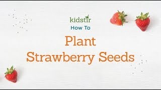 Kidstir How to Plant Strawberry Seeds [upl. by Chalmers]