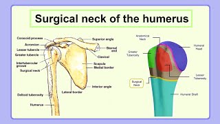 surgical neck of the humerus [upl. by Catto]