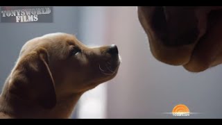 NEW  BUDWEISER PUPPY LOVE SUPER BOWL COMMERCIAL [upl. by Alfonse]