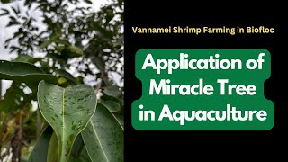 Vannamei Shrimp Farming in Biofloc using FRESH Water  Application of Miracle TREE in Aquaculture [upl. by Iteerp]