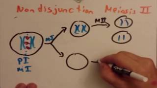 Mechanisms causing aneuplooid and polyploid [upl. by Farnham810]