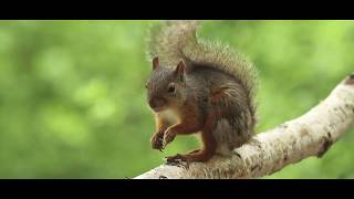 Wildlife Watching in Nagano JAPAN  Picchio Wildlife Research Center 『Picchio ようこそ森へ』 [upl. by Siger87]