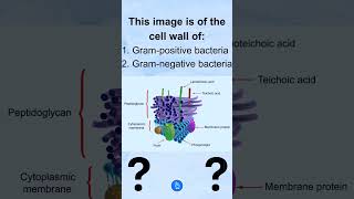 Bacterial Cell Wall Structure Part 1 neet neetbiology [upl. by Aerdno69]