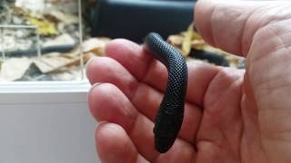 Elaphe dione Black  best beginner snake at all wwwdionenatterde [upl. by Niwred]