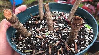 Growing RED TI LEAF Plant  Cordyline Fruticosa [upl. by Thain764]