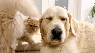 Funny Cat Wakes Up Golden Retrievers [upl. by Huston]