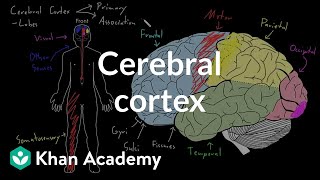 Cerebral cortex  Organ Systems  MCAT  Khan Academy [upl. by Therron]