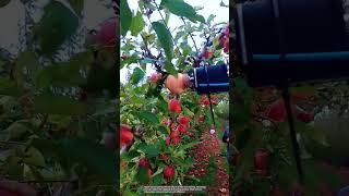 Apple picking process by drones [upl. by Elenahc]