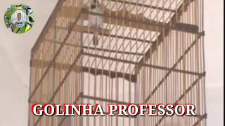 GOLINHA PROFESSOR ÓTIMO CANTO PARA ENCARTES DE FILHOTES [upl. by Jorgensen]