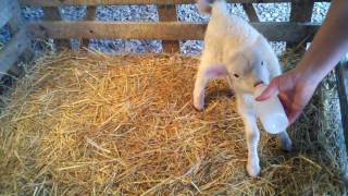 Bottle feeding baby lamb [upl. by Nadroj759]