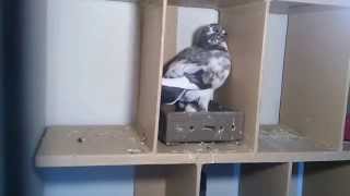 Homing Racing Pigeon Lay Egg In Loft Nest Bowl [upl. by Ahtebat54]