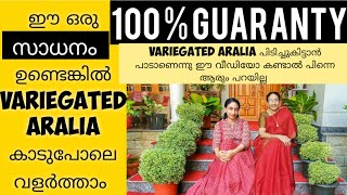 BEST WAY to propagate VARIEGATED ARALIAEASY METHOD for propagating aralia MALAYALAM [upl. by Yarased]