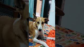 ITNA BHAGNA BHEE ACHA NHI AISEY TO NA BHAGO 😢 comedy doglover [upl. by Loziram]