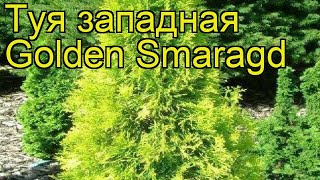 Туя западная Голден Смарагд Краткий обзор описание характеристик thuja occidentalis Golden Smaragd [upl. by Rramal]