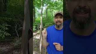 Onewind Outdoors Blackthorn Tarp Tent Setup Tutorial shorts [upl. by Bruce39]