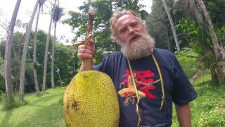 🔵 Jack Fruit  Artocarpus Heterophyllus  Enormous Fruit  Botanic Garden Kandy Sri Lanka [upl. by Berlin69]