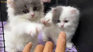 Play high five with adorable kittens [upl. by Munson]