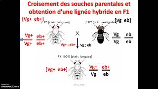 Méiose brassage génétique et gènes indépendants chez la drosophile le brassage inter chromosomique [upl. by Mckee152]