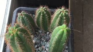 1 Year and 5 Month Old Trichocereus Bridgesii and Pachanoi Seedlings from seed [upl. by Lamp]