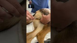 intramuscular injection in dogs [upl. by Marje907]