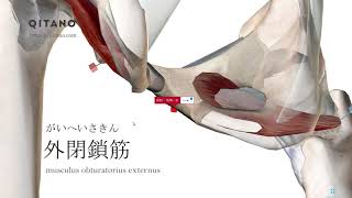 外閉鎖筋の解剖学図｜musculus obturatorius externus｜筋肉辞典90 [upl. by Yraccaz]