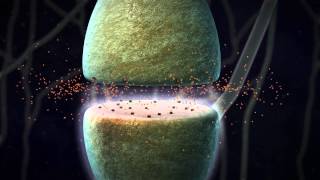 Chemical Synapse Animation [upl. by Constantine]