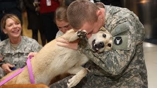 Military Homecoming Surprises Compilation [upl. by Gladi]