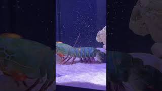 Mantis Shrimp Packs a Punch Part 02 [upl. by Yee790]