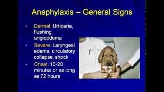 Anaphylaxis in the Veterinary Patient [upl. by Mchugh]