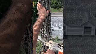 Cutting Top Out Of Walnut Tree treedog treework 201 treelife imfeelingit [upl. by Intosh]