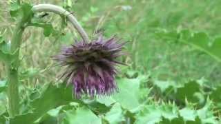 ポール・スミザー Cirsium purpuratum フジアザミ [upl. by Marta]