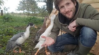 Indian Runner Ducks amp Homemade Duck House [upl. by Karl]