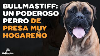 🐶 BULLMASTIFF 9 COSAS que debes SABER [upl. by Leonidas]