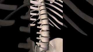 Spine anatomy lumbar  vertebral column [upl. by Ardnua156]