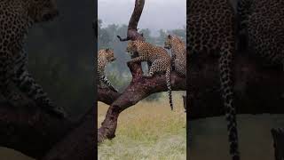 Leopard Mom Pushes Cub Out Tree [upl. by Senhauser]